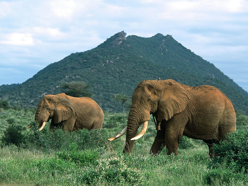 African Elephants